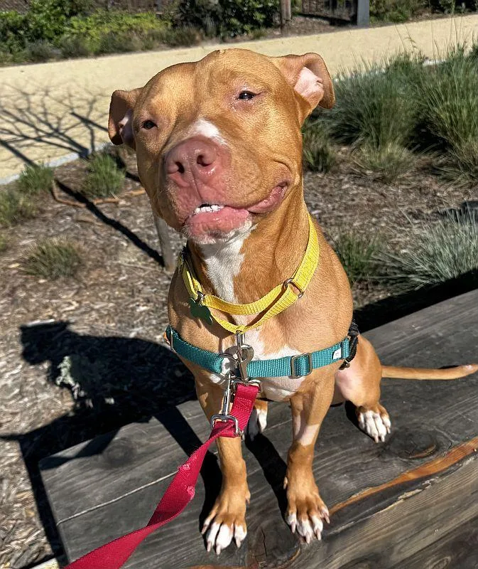 Chickadee thumbnail 2