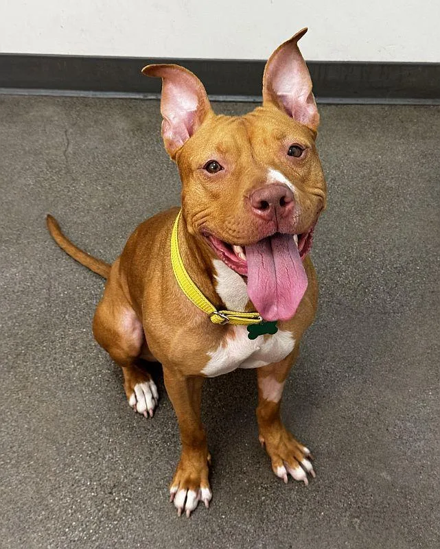 Chickadee thumbnail 3