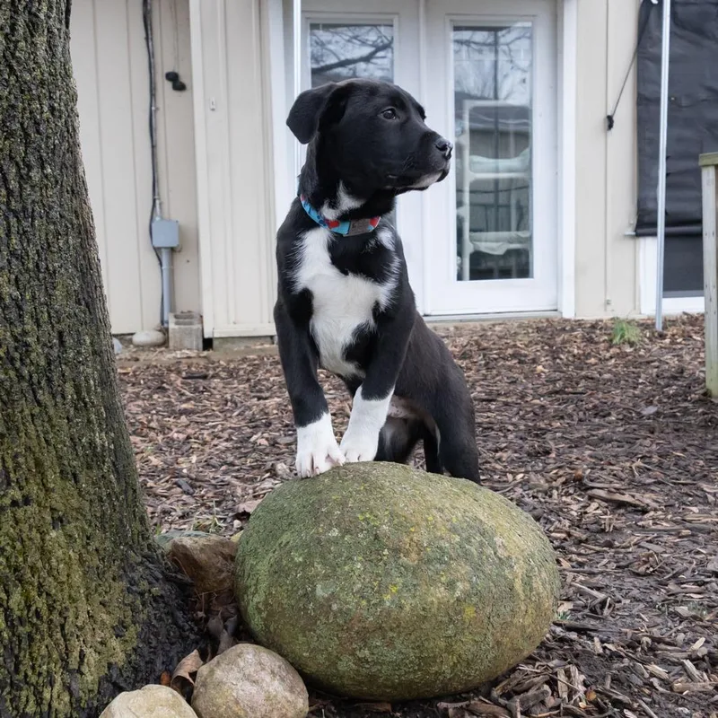 Jake Peralta thumbnail 2