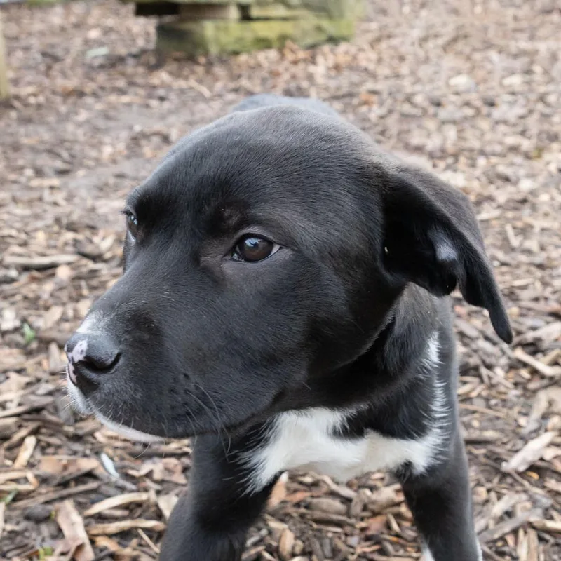 Jake Peralta thumbnail 3