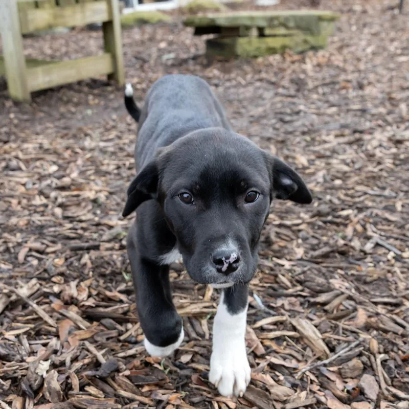 Jake Peralta thumbnail 4