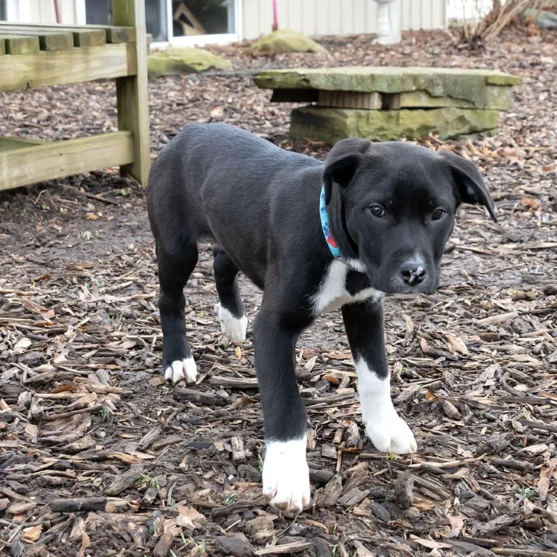 Jake Peralta thumbnail 5