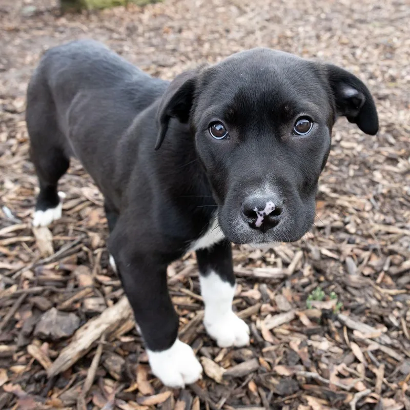 Jake Peralta thumbnail 6