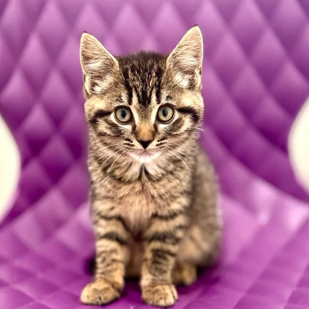 Chinchilla thumbnail 2