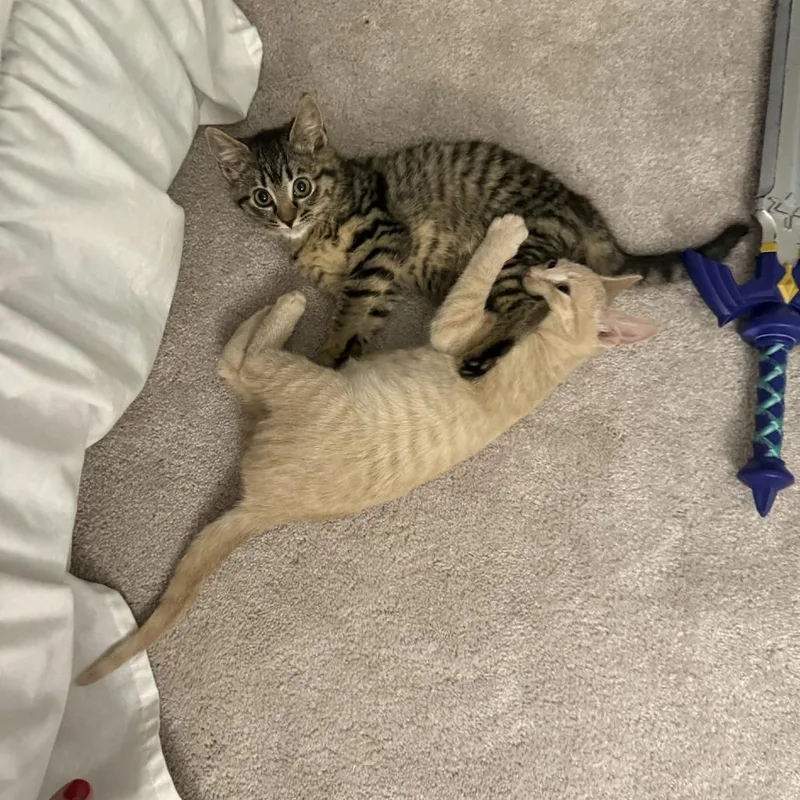 Chinchilla thumbnail 3