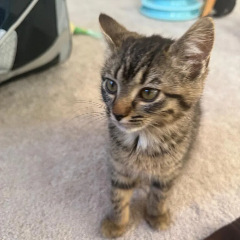 Chinchilla thumbnail 4