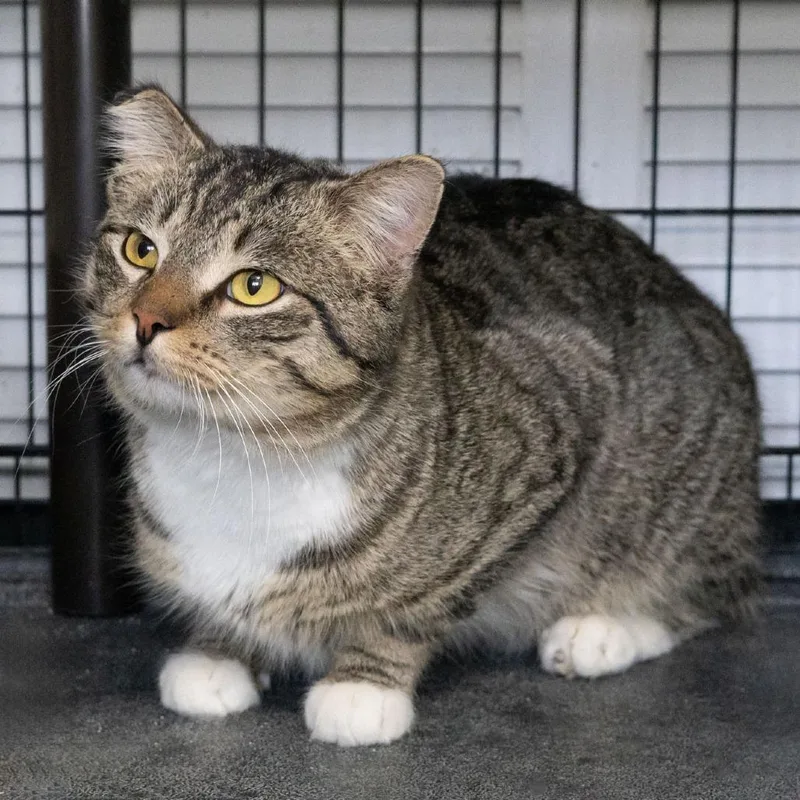 Crookshanks thumbnail 2