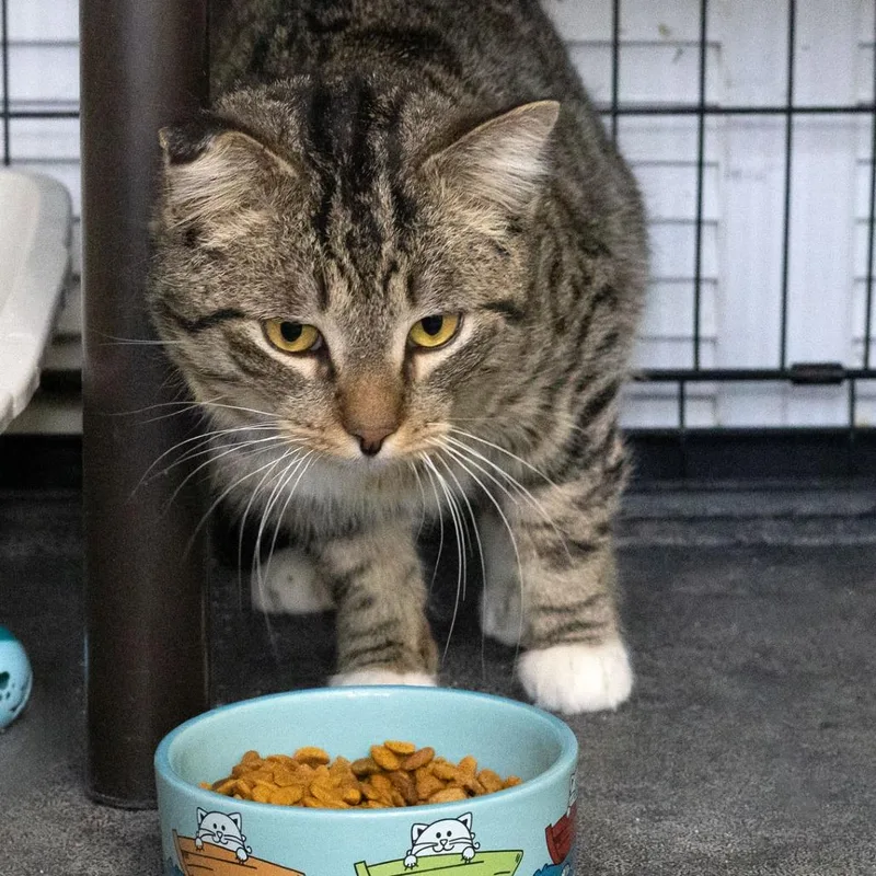 Crookshanks thumbnail 3