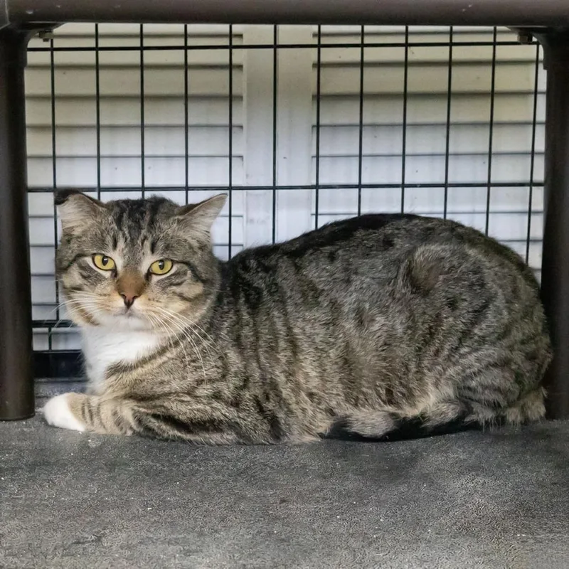 Crookshanks thumbnail 4