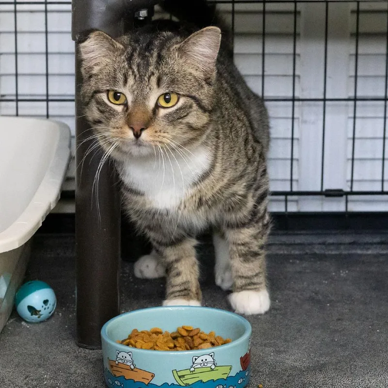 Crookshanks thumbnail 5