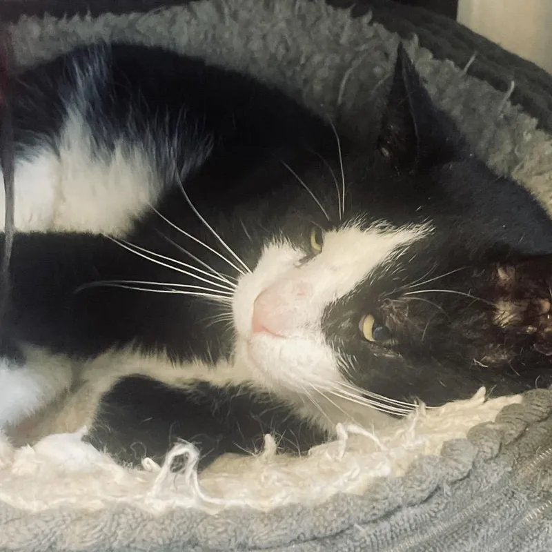 Double Stuf thumbnail 2