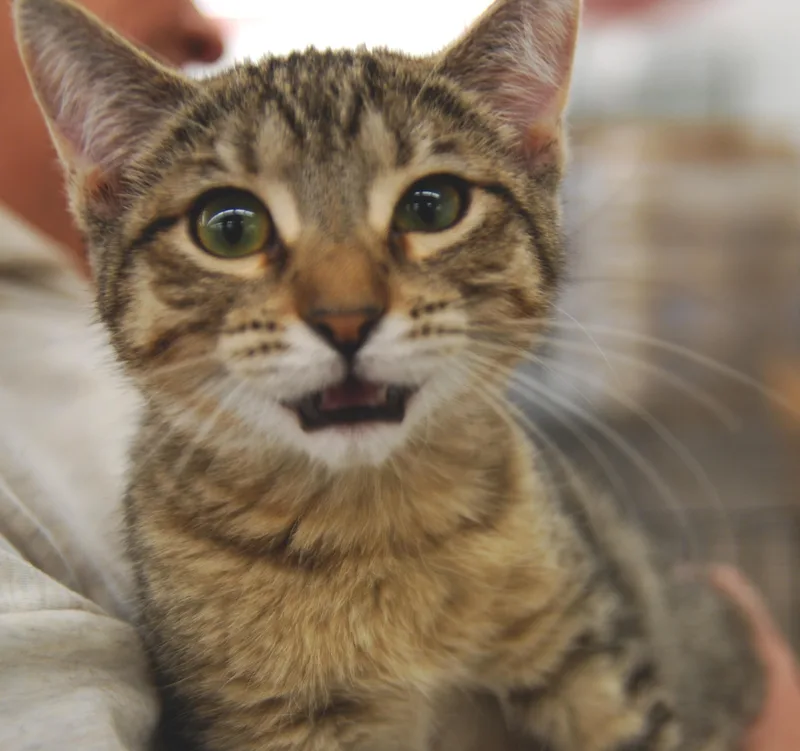 Focaccia thumbnail 2