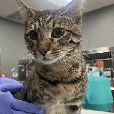 Mcgriddle thumbnail 2