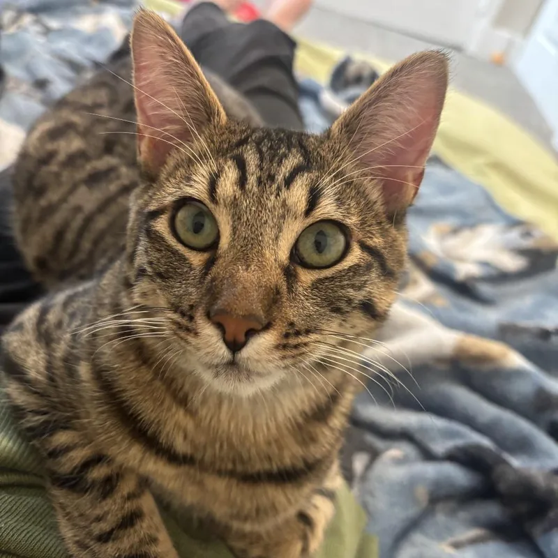 Mcgriddle thumbnail 4