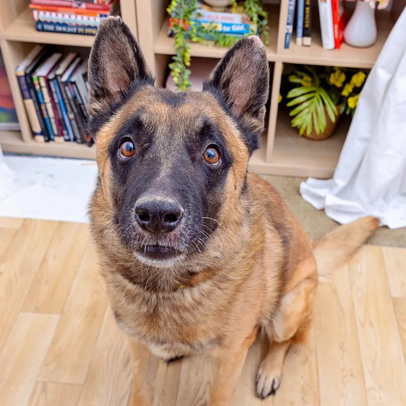 Wolfgang thumbnail 2