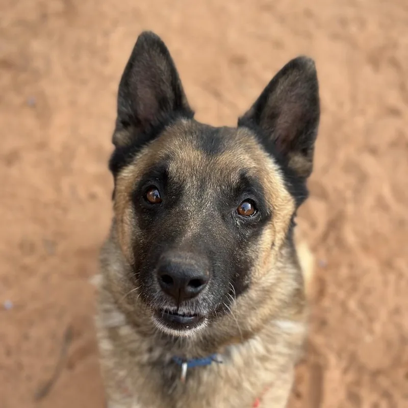 Wolfgang thumbnail 3