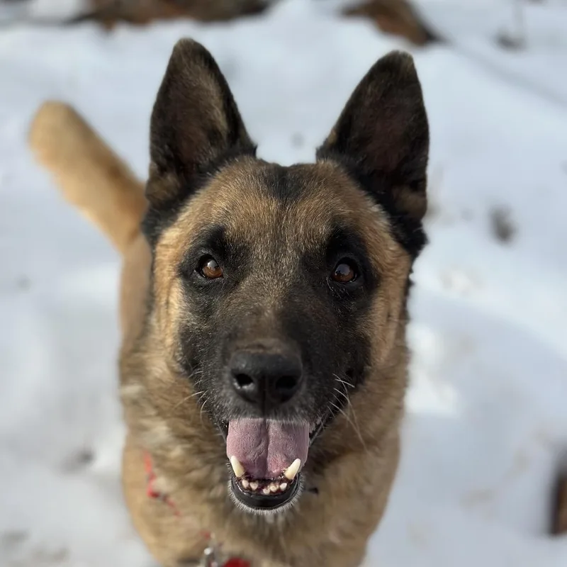 Wolfgang thumbnail 4