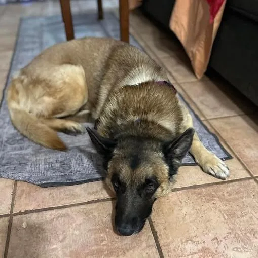 Wolfgang thumbnail 6