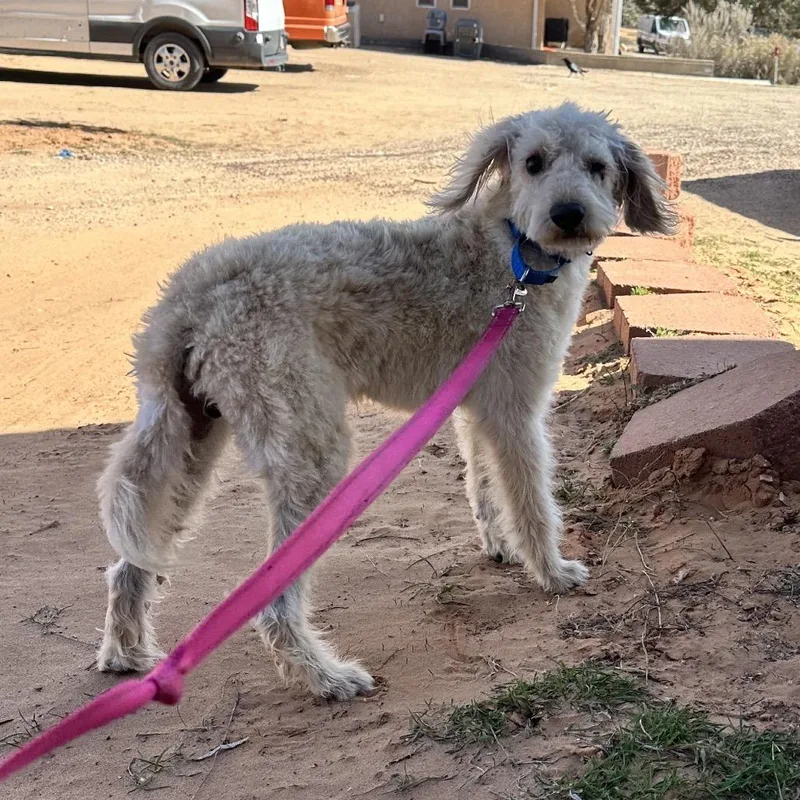 Snowball thumbnail 2