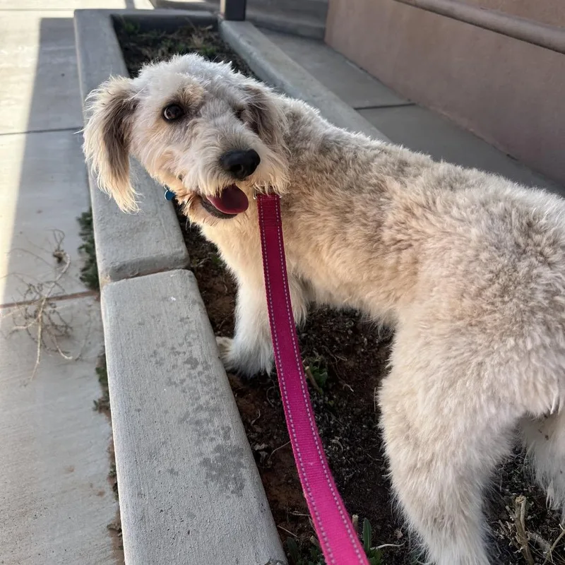 Snowball thumbnail 4