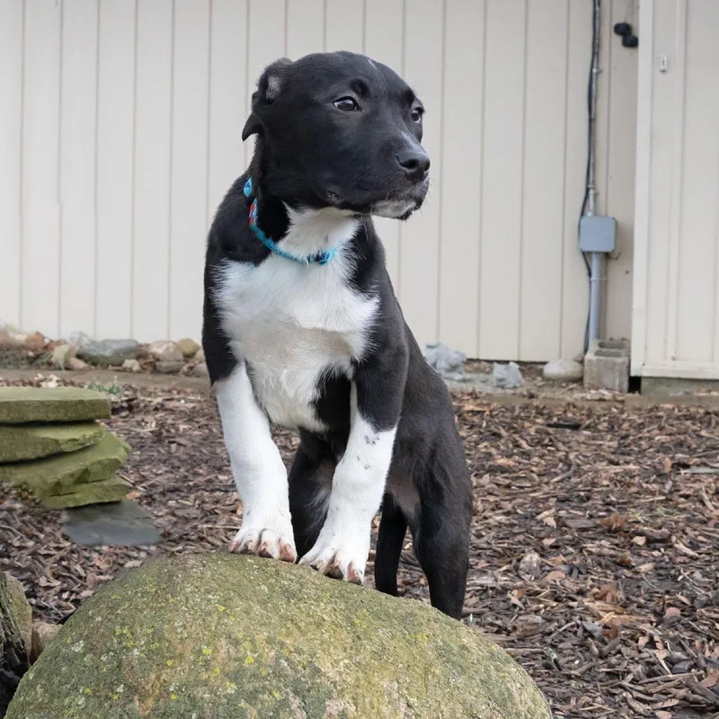 Raymond Holt thumbnail 3