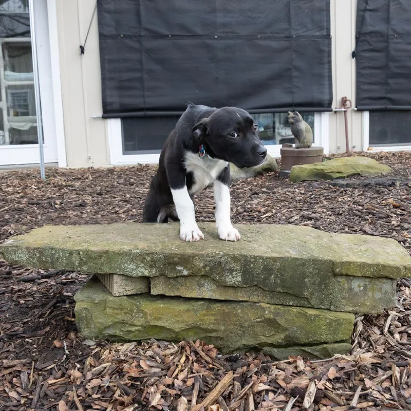 Raymond Holt thumbnail 4