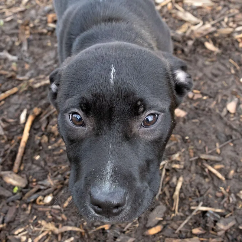 Raymond Holt thumbnail 6