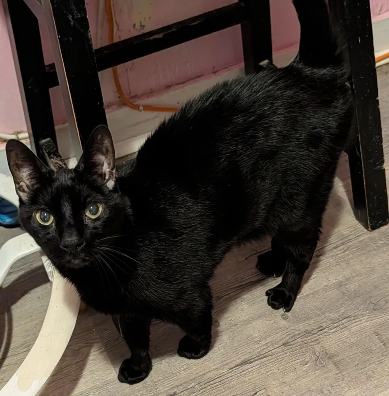 An adult medium-sized male Black Domestic Short Hair cat named Giza for adoption in Pompano Beach, FL
