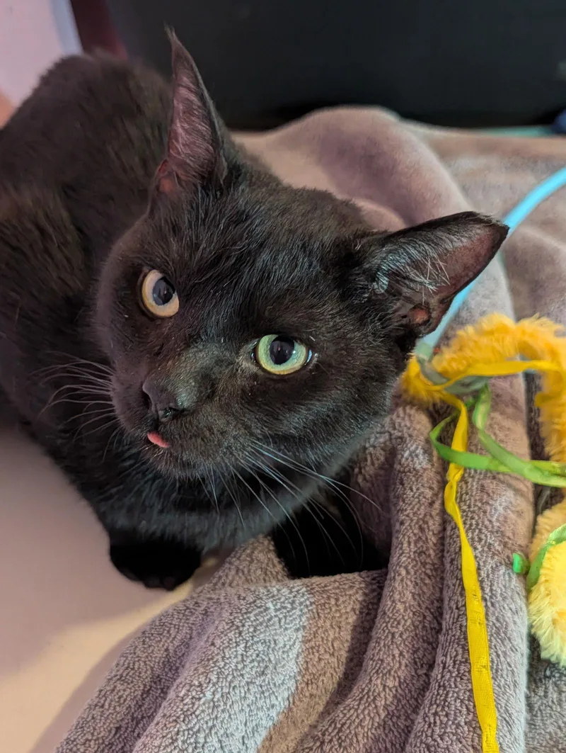 An adult medium-sized male Black Domestic Short Hair cat named Remi for adoption in Pompano Beach, FL
