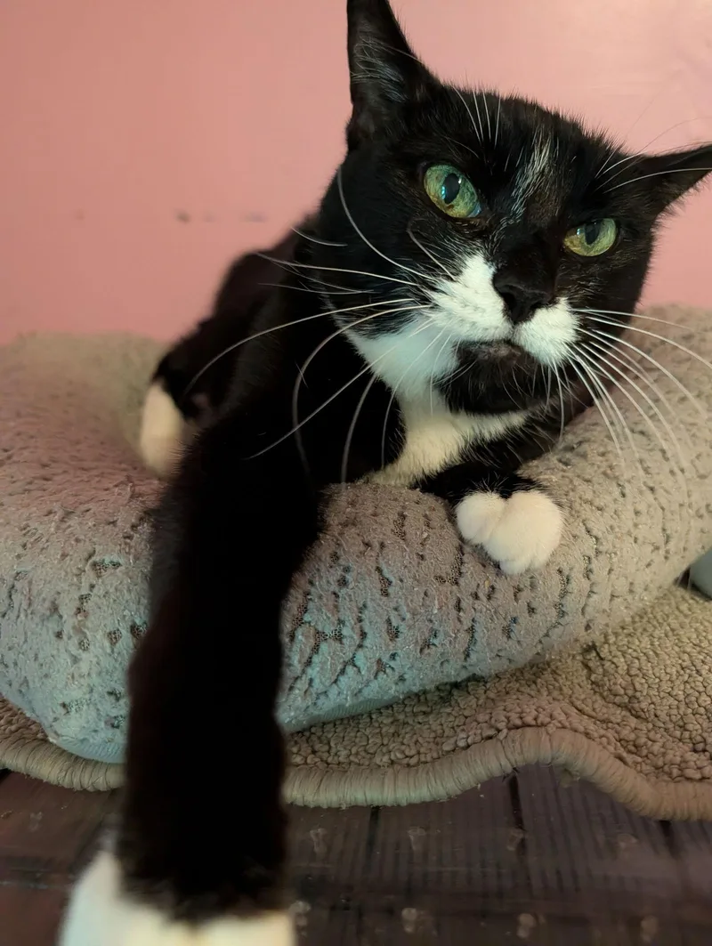 A senior medium-sized female Black & White / Tuxedo Domestic Short Hair cat named Sfina for adoption in Pompano Beach, FL