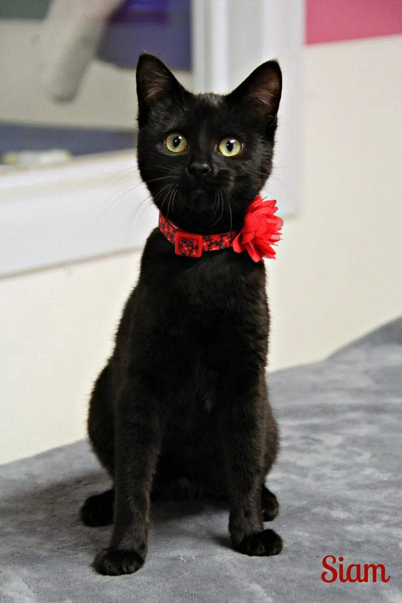 A baby medium-sized female Black Domestic Short Hair cat named Siam for adoption in Vinton, IA