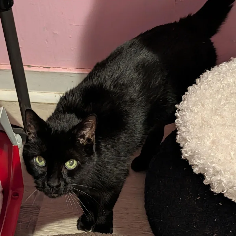 A senior medium-sized male Black Domestic Short Hair cat named Peter for adoption in Pompano Beach, FL