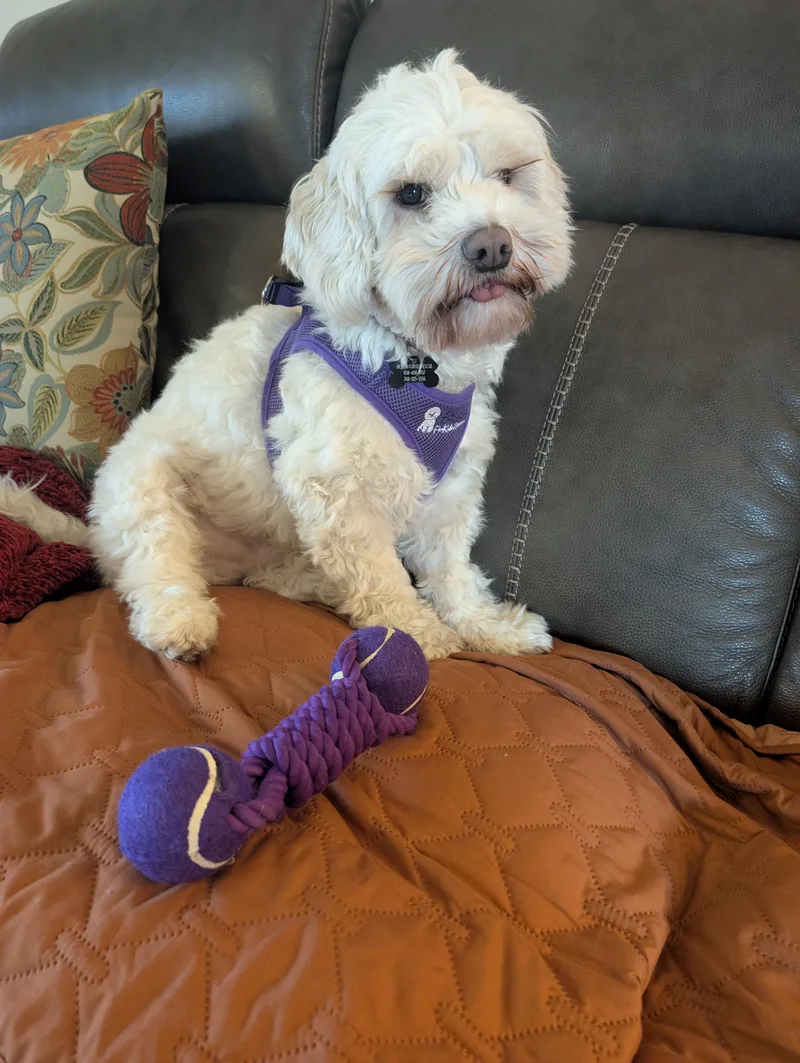 Optimistic And O'mazing Oscar thumbnail 2