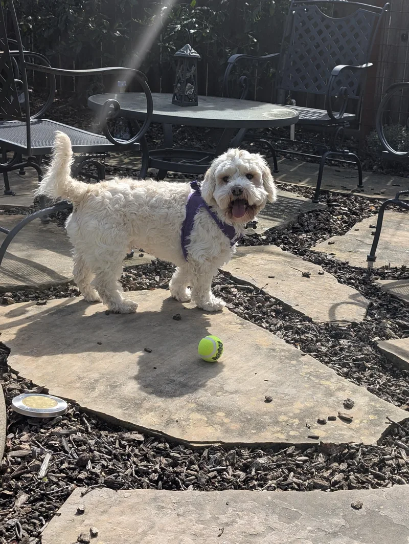 Optimistic And O'mazing Oscar thumbnail 3