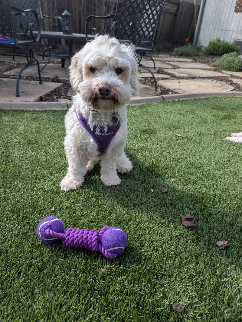 Optimistic And O'mazing Oscar