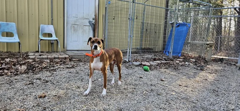 Mac A Doo thumbnail 2