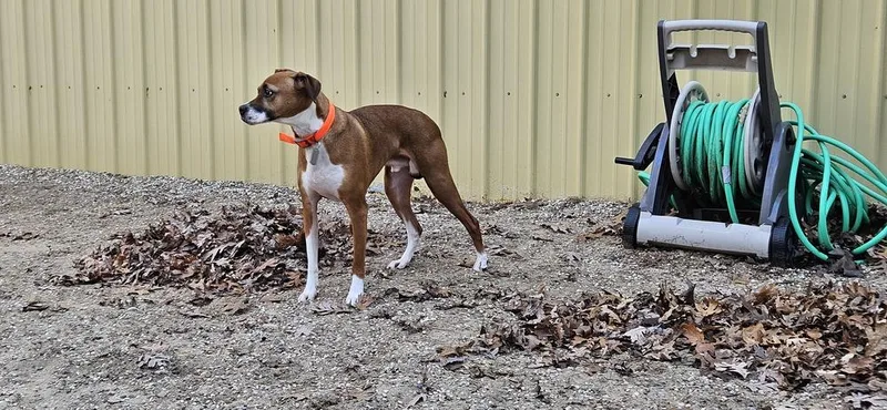 Mac A Doo thumbnail 3