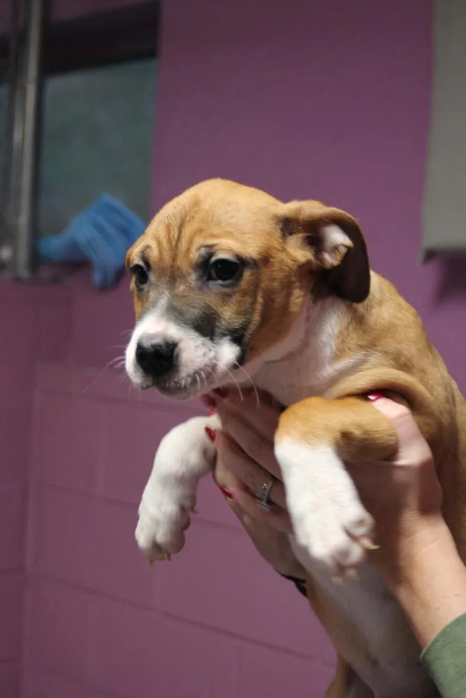 Mac A Doo thumbnail 4