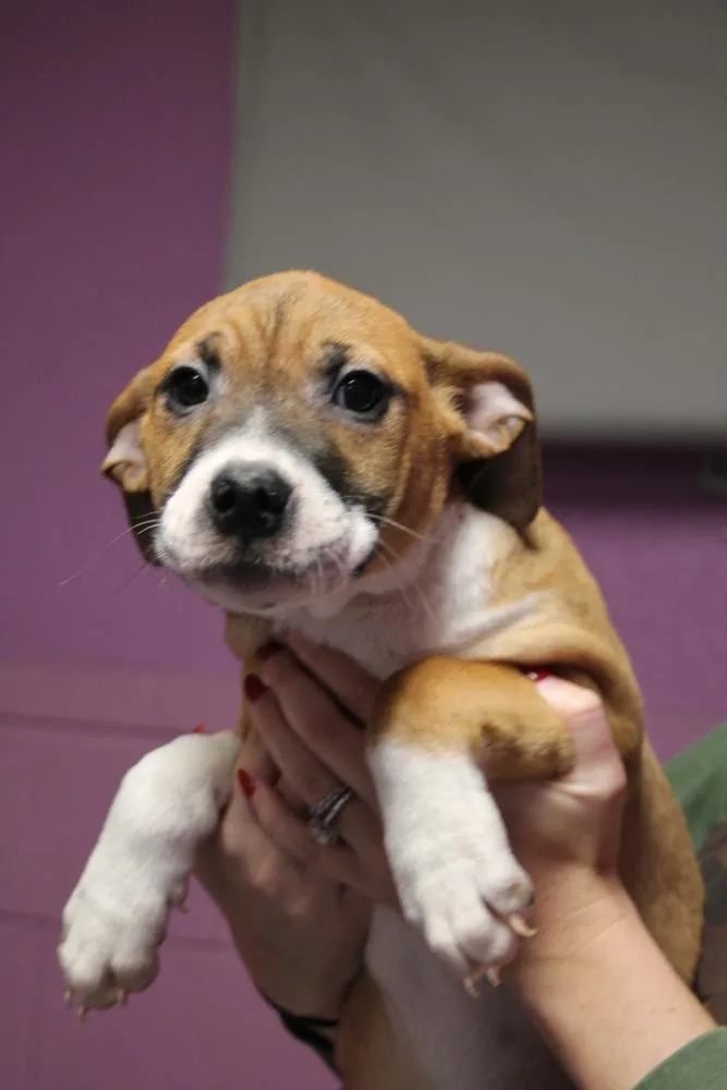 Mac A Doo thumbnail 5