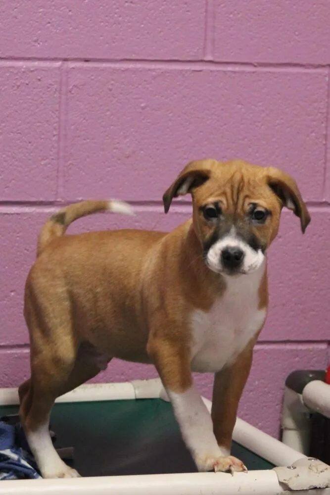 Mac A Doo thumbnail 6