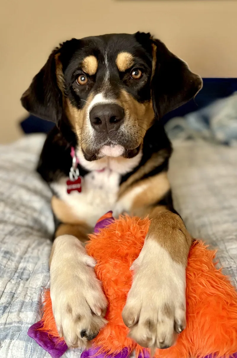 Licorice thumbnail 2