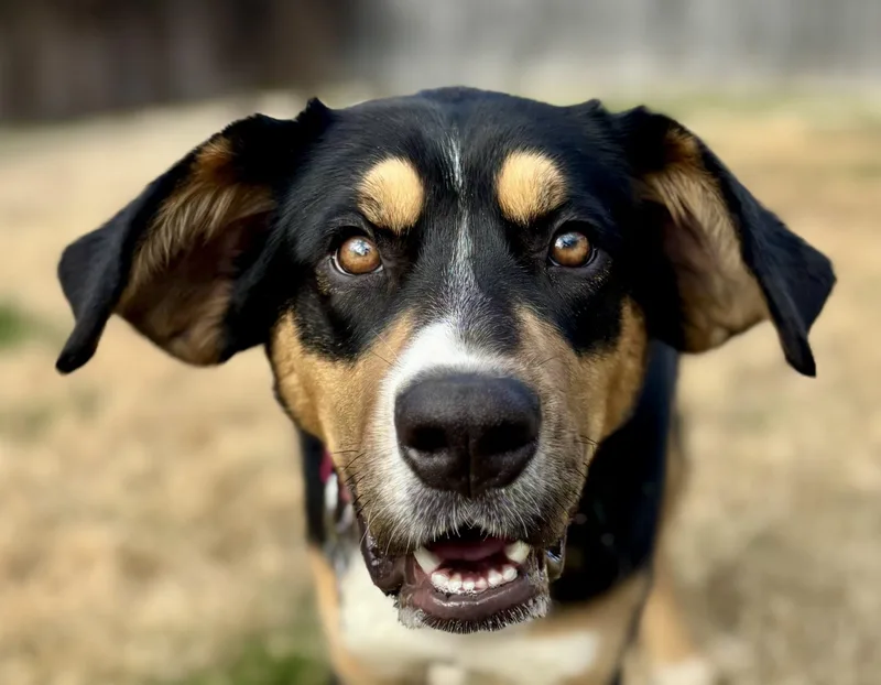 Licorice thumbnail 3