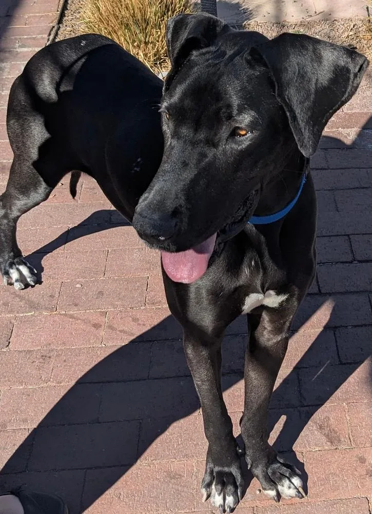 Raven Ii thumbnail 3