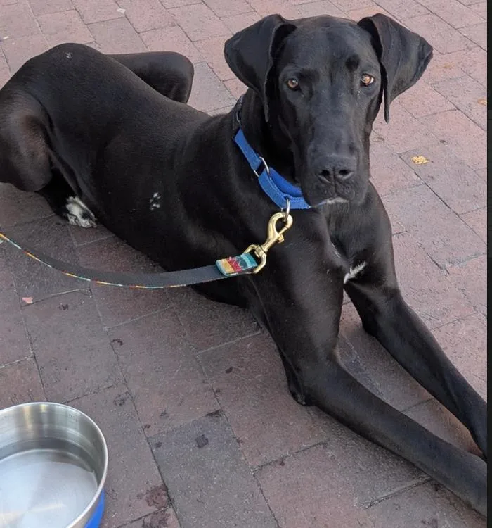 Raven Ii thumbnail 4