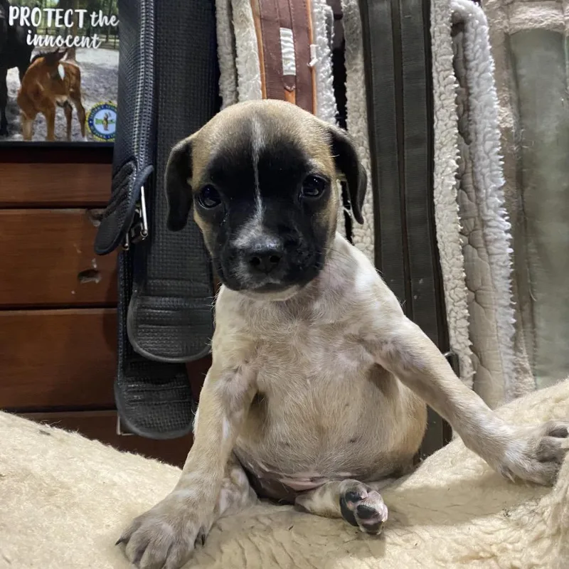 Tillage Aka Beverley thumbnail 3