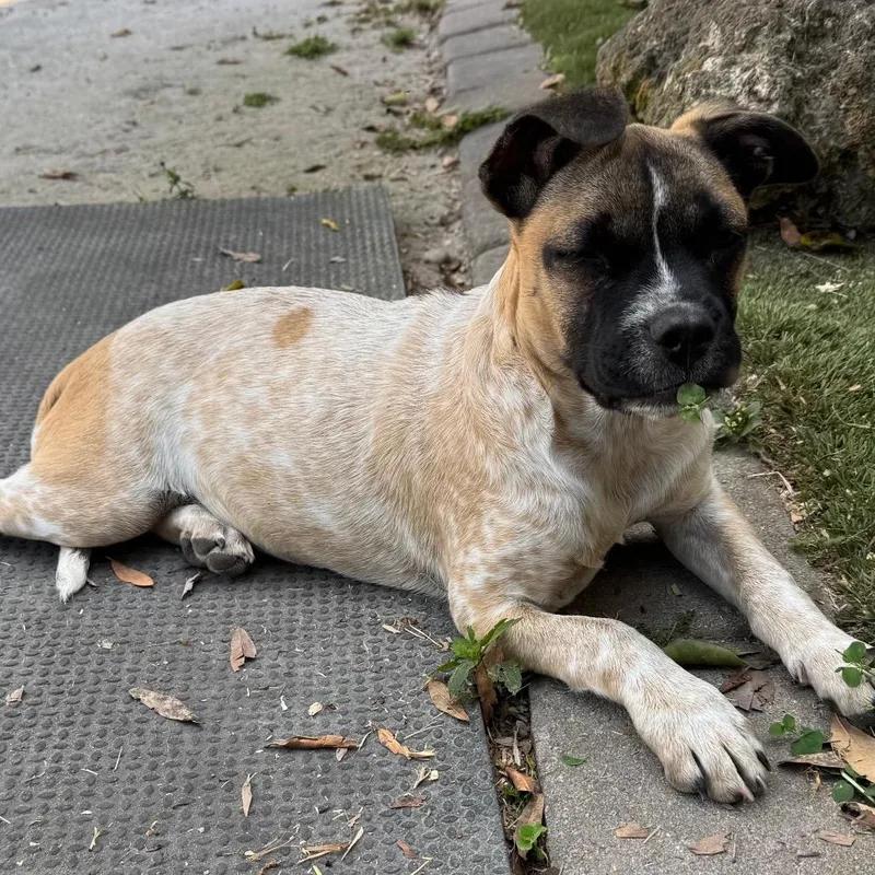 Tillage Aka Beverley thumbnail 4