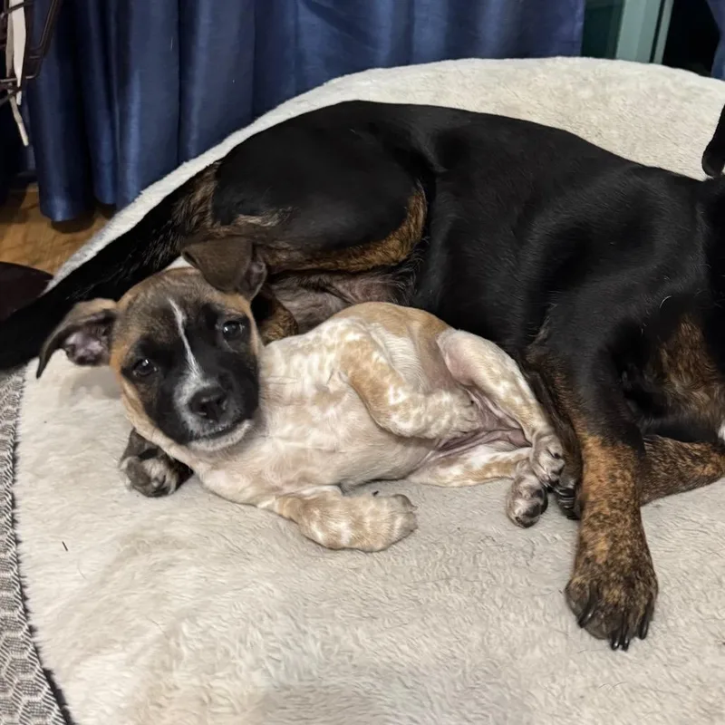 Tillage Aka Beverley thumbnail 5