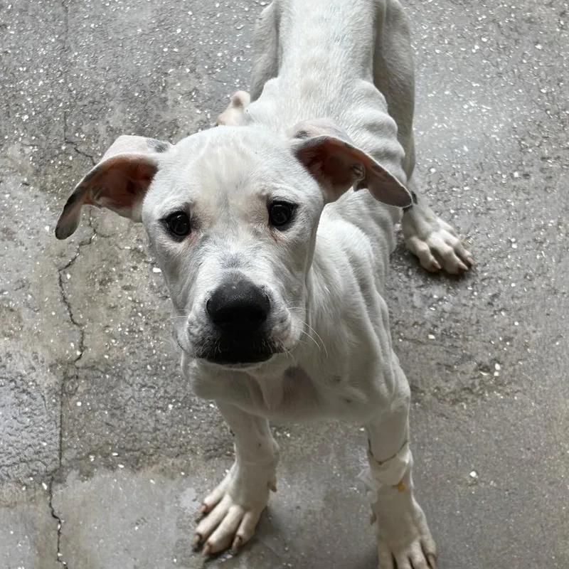 Tiny Tim thumbnail 2