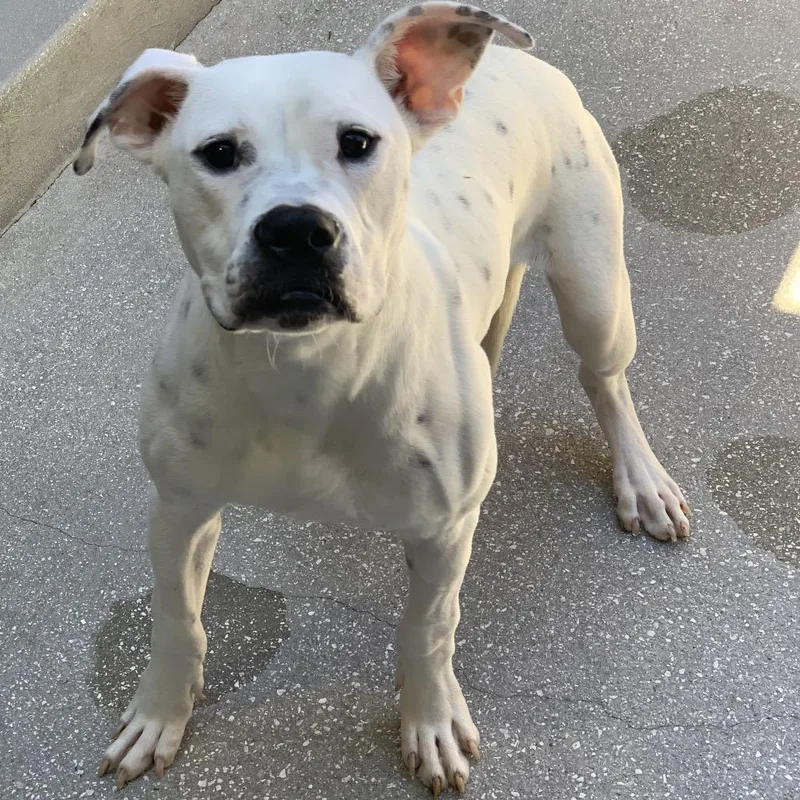 Tiny Tim thumbnail 3