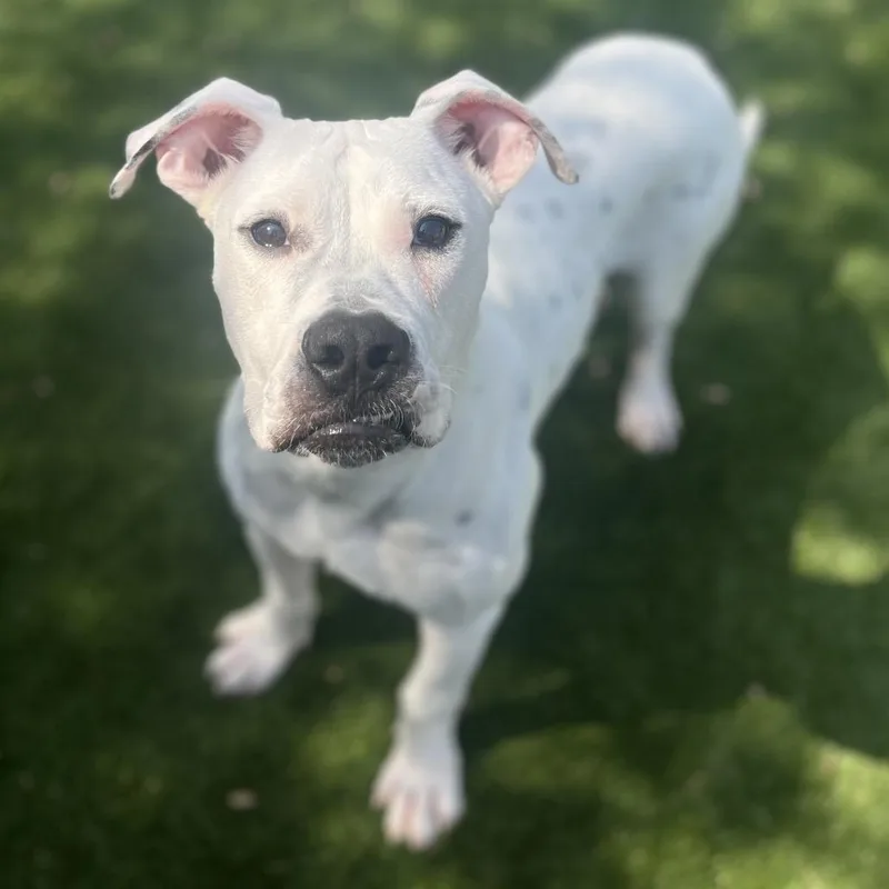 Tiny Tim thumbnail 4